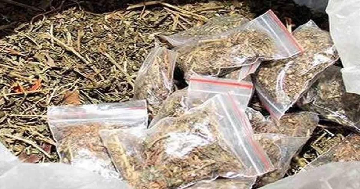 Dry ganja worth Rs 8 cr seized in UP's Fatehpur